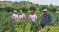 KURUCUOVA - Emeklerinin Karşılığını Alamayan Üretici Baklayı Tarlada Bıraktı