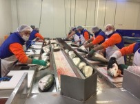 BELARUS - Trabzon'dan Japonya'ya Somon Balığı İhraç Edilecek