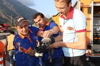 Amasya'da Menfeze Düşen Yavru Köpeği Ekipler Kurtardı