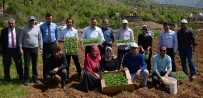 EKİNEZYA ÇAYI - Bitlis'te Tıbbi Ve Aromatik Bitkiler Toprakla Buluştu