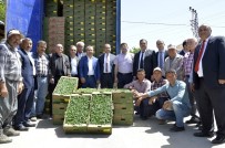 Büyükşehir Belediyesi, Çamlıyayla Çiftçisine 260 Bin Domates Fidesi Dağıttı Haberi