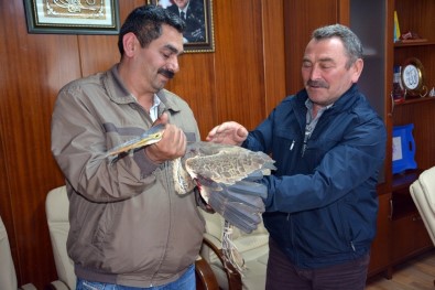 Kabadüz'de Yaralı Balıkçıl Kuşu Tedavi Altına Alındı