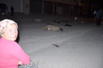 Otomobil sürüye daldı! Rakam korkunç