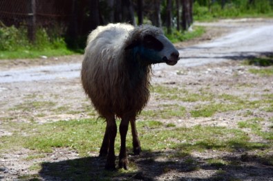 Sinop'ta Ahıra Giren Kurt 4 Koyunu Telef Etti