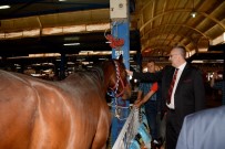 NIHAT ÇELIK - Çobanlar Karacabey'de Buluştu