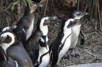 Sıcak havayı görenler hayvanat bahçesine akın etti