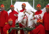 BRAHMAN - Tayland'da Müslümanlar Çocuklarını Sünnet Ettirdi