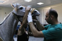 TIBBİ DESTEK - Yarış Atlarına Özel Hastane