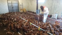 Yumurta ve tavuk eti üretimi arttı