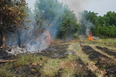 Bahçeler Arasında Orman Yangını