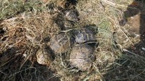 DUTLUCA - Kaplumbağayı Ezen Kişi, Şimdi 8 Tane Bakıyor