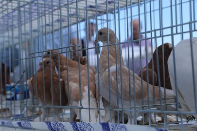 Güvercinsevenler Tekirdağ'da Bir Araya Geldi
