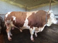 1.5 Tonluk Kurbanlık 'Kıllı' Çoban Fuarı'nda