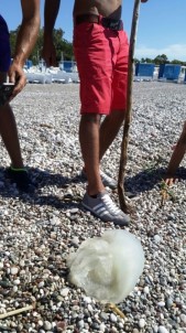 Antalya'da Yaklaşık 10 Kilogram Ağırlığındaki Zehirli Denizanası Sahile Vurdu