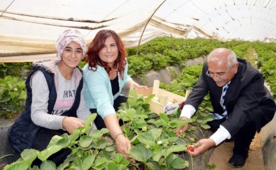Başkan Çerçioğlu Kadın İşçilerle Çilek Topladı