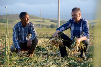 Başkan Özkan, Dünya Çiftçiler Gününde Tarım İşçileriyle Beraber Soğan Topladı