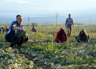 Belediye Başkanı Çiftçiler Gününde Tarlada Soğan Topladı