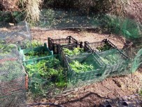 HINT KENEVIRI - İzmir'de 2 Bin 282 Adet Adet Hint Keneviri Yakalandı