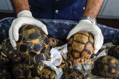 Malezya'ya Kaçak Getirilen Kaplumbağalara El Konuldu