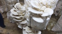 İvrindi'de İş-Kur Destek Oldu Mantar Üretimi Başladı
