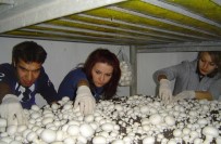 KÜLTÜR MANTARı - 'Mantarcılık' Sektörü Öğrencilerini Bekliyor