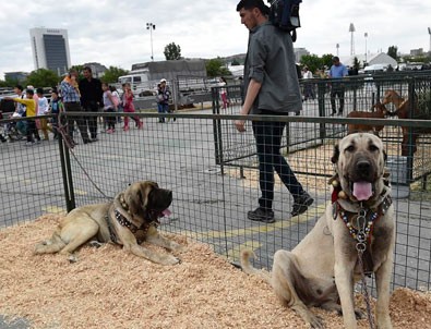 Başkentin ortasında çiftlik kuruldu