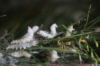 NURULLAH KAYA - 40 Günde 15 Bin TL!