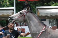 TÜRKIYE BINICILIK FEDERASYONU - Atlar Bu Kez Güzellik İçin Yarıştı