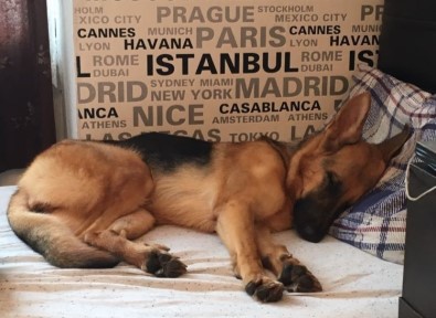Kaybolan Köpeği Bulana 5 Bin TL Ödül Koydu