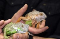 PETSHOP - İguanalar Çocukların İlgi Odağı Oldu
