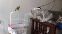 MUHABBET KUŞU - Kedi İle Muhabbet Kuşunun Dostluğu Düşman Çatlatıyor