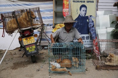 Çin'de 'Yulin Köpek Eti Festivali' Yasaklandı