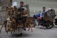 ACıMASıZ - Köpek Katliamına Geçici Yasak