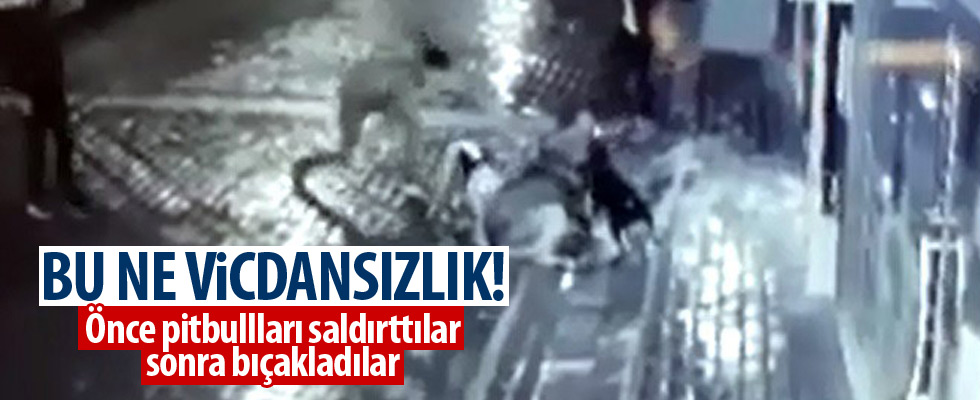 Önce pitbull saldırttılar ardından bıçakladılar