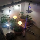 KARGıCAK - Lüks Villaya Uyuşturucu Baskını Açıklaması 1'İ Rus 3 Gözaltı