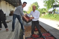 NAPOLYON - Erkenci Kirazı Çiftçinin Yüzünü Güldürdü