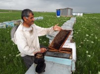 MUŞ OVASI - Gezgin Arıcılar Muş'a Gelmeye Başladı