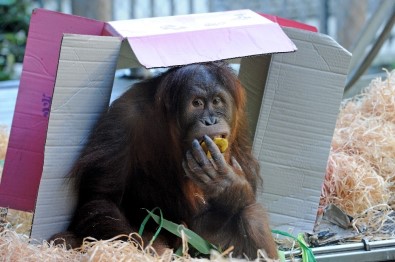 Orangutan Maimunah'ın 31'İnci Doğum Günü Kutlandı
