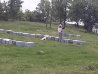 Arıcılan Pazarlar'ı Tercih Ediyor