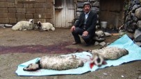 SEL FELAKETİ - Erciş'te Sel Felaketinde 26 Kuzu Telef Oldu