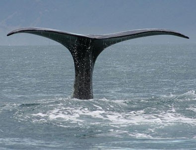 Mavi balinalar 3 milyon yıl önce daha küçüktü