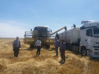 İBRAHIM DEMIR - Samsat'ta Hububat Hasadı Başladı