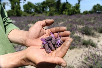 Doğal Şifa Kaynağı Tehlike Altında