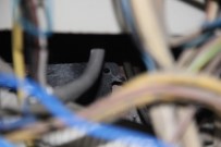 MEHMET ŞEKER - Elektrik Panosuna Sıkışan Güvercin Kurtarıldı