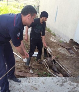 Gider Kuyusuna Düşen İnek Kurtarıldı