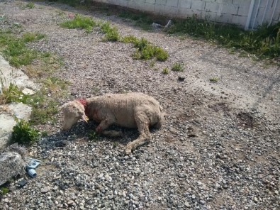 Hisarcık'ta Köpekler 3 Koyunu Telef Etti, 12 Koyunu Yaraladı