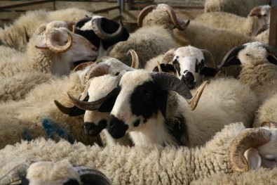 Koyun Ve Keçi Üreticilerine Küpe Ödemleri Başlıyor