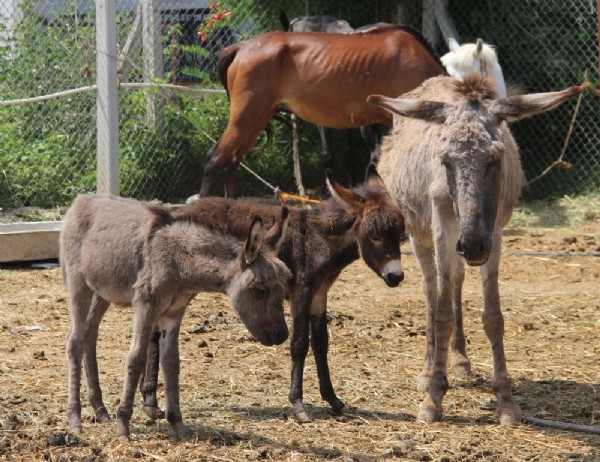 Halkın sağlığıyla oynayanlara operasyon