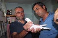BİZİMKİLER - Denizli'de Güvercin Güzellik Yarışmasın Yoğun İlgi
