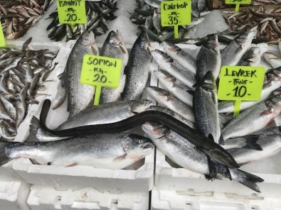 Karadenizde 1 Metre Uzunluğunda Yılan Balığı Yakalandı